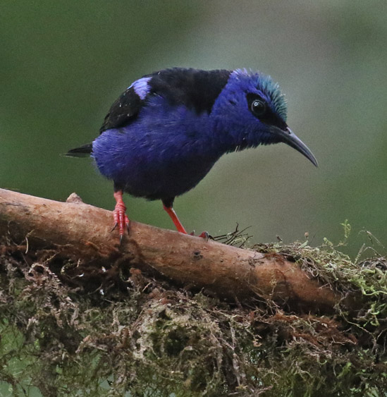 Red-legged Honeycreeper