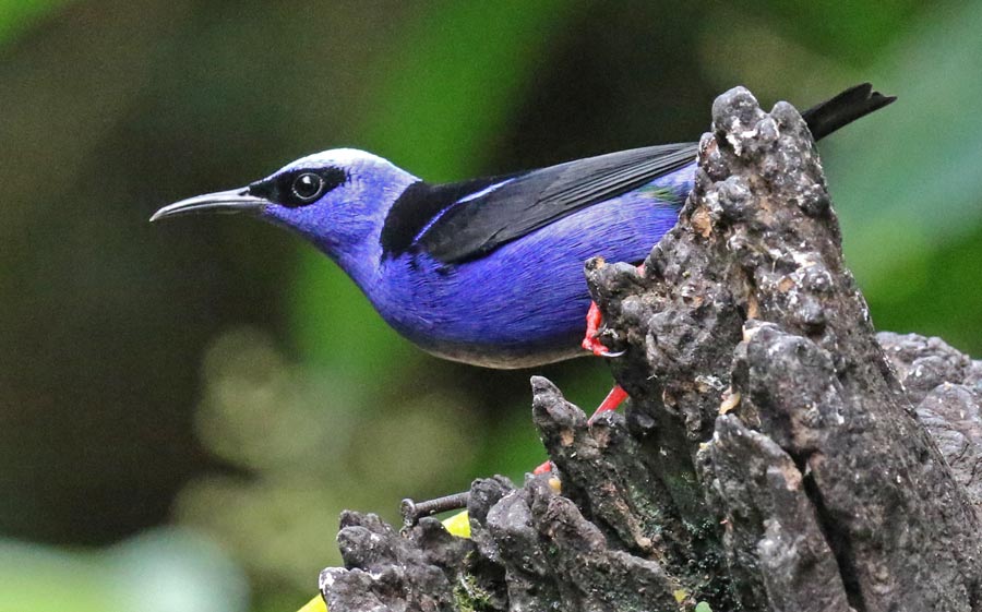 Red-legged Honeycreeper