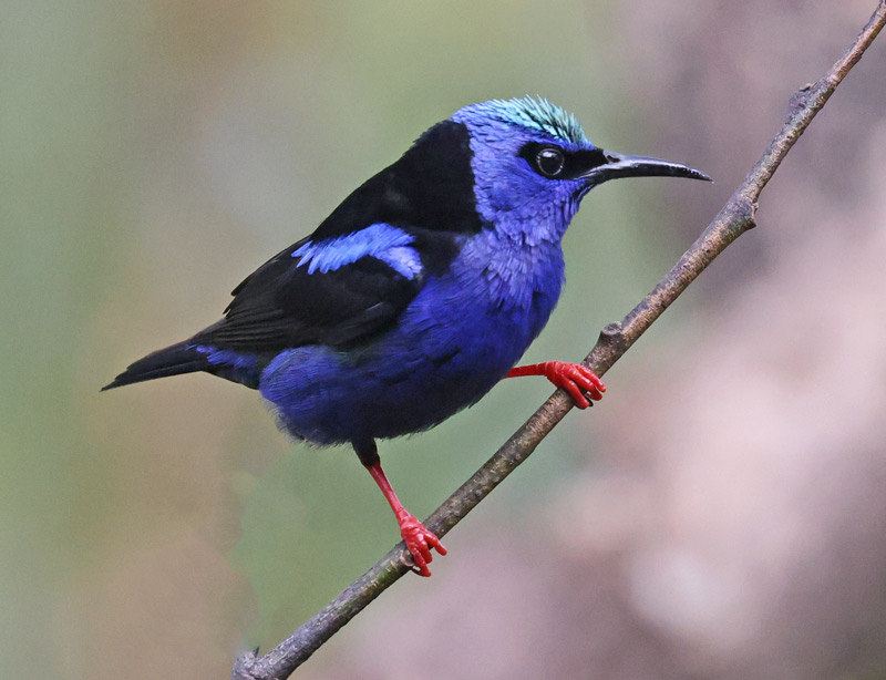 Red-legged Honeycreeper