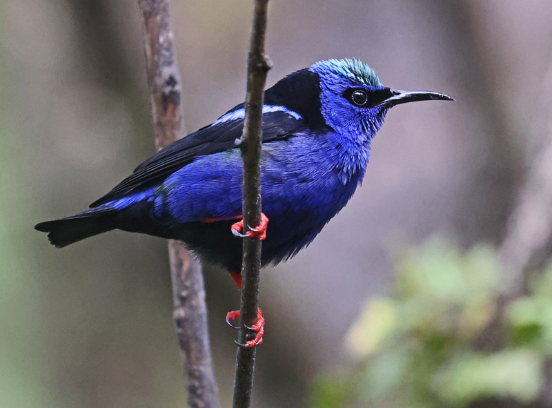 Red-legged Honeycreeper