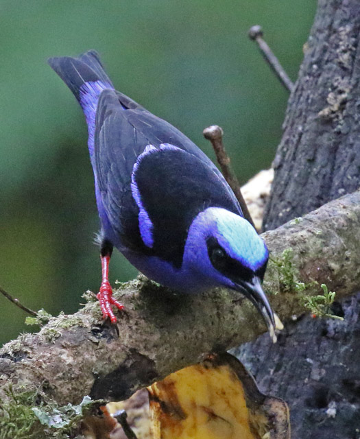 Red-legged Honeycreeper