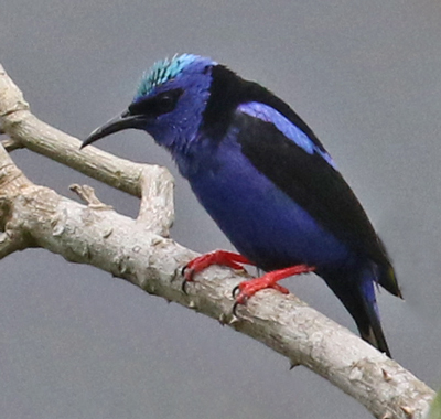 Red-legged Honeycreeper
