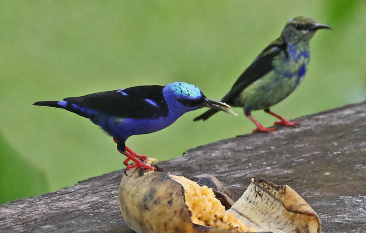 Red-legged Honeycreeper