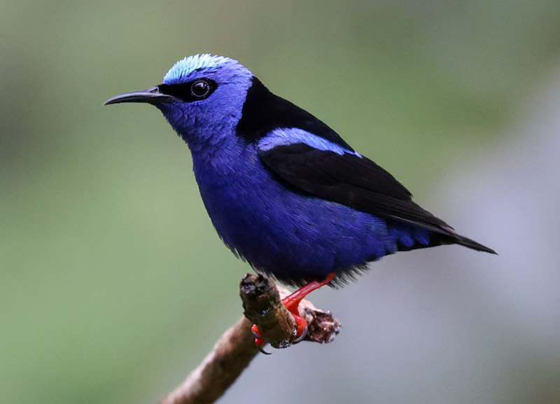 Red-legged Honeycreeper
