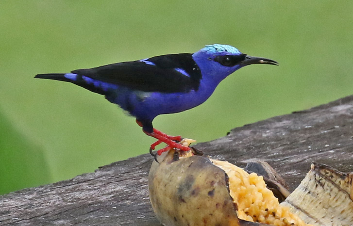 Red-legged Honeycreeper