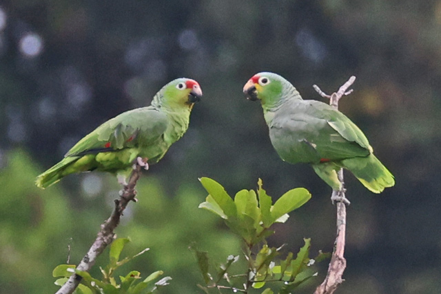 Red-lored Parrot