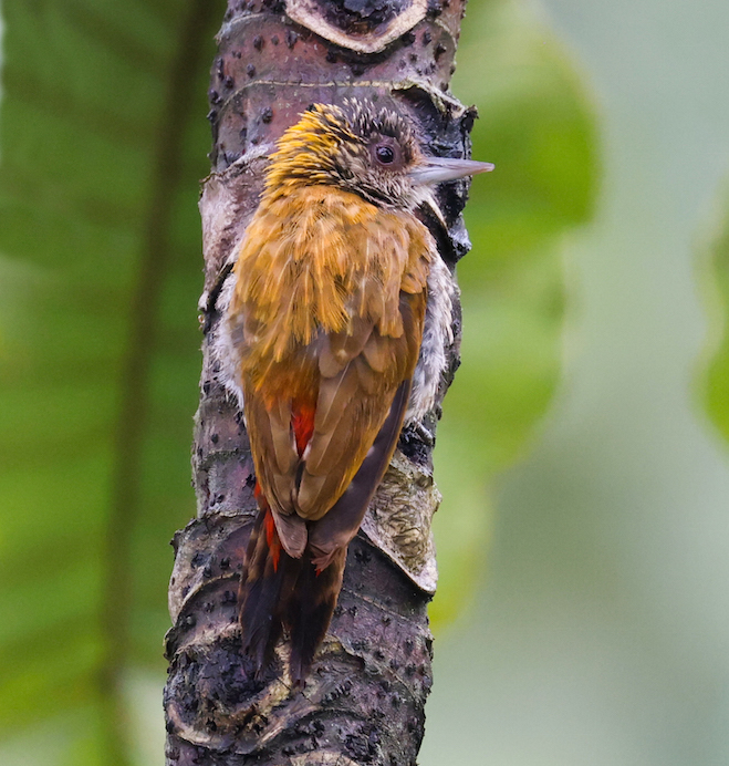 Red-rumped Woodpecker