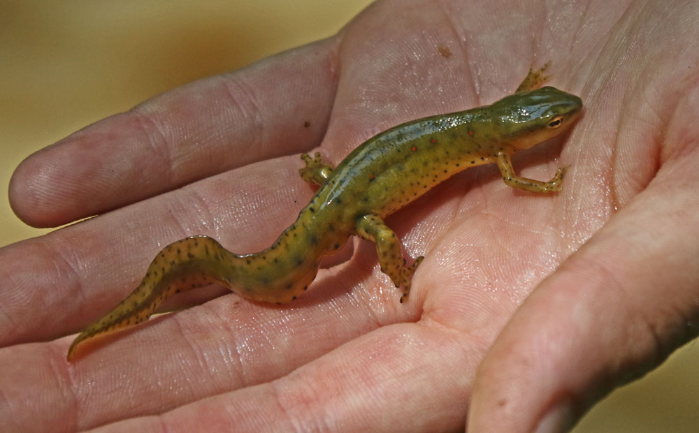 Red-spotted Newt