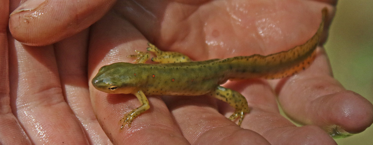Red-spotted Newt