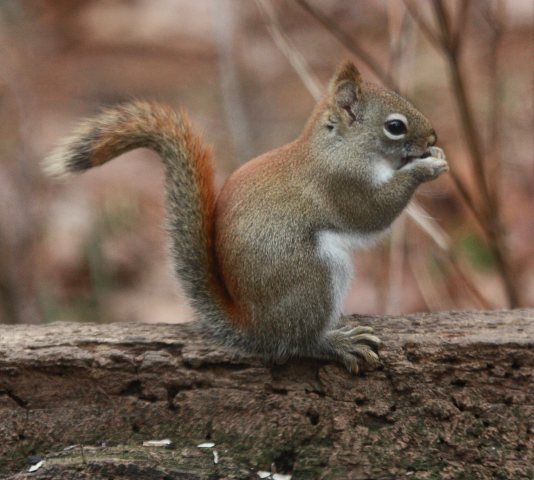 Red Squirrel photo 2