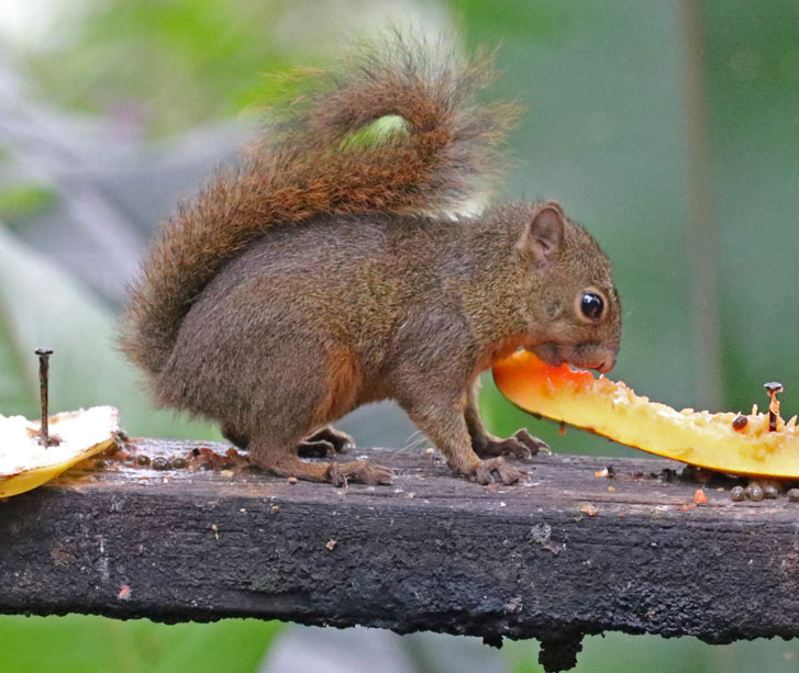Red-tailed Squirrel