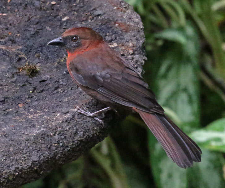 Red-throated Ant-tanager