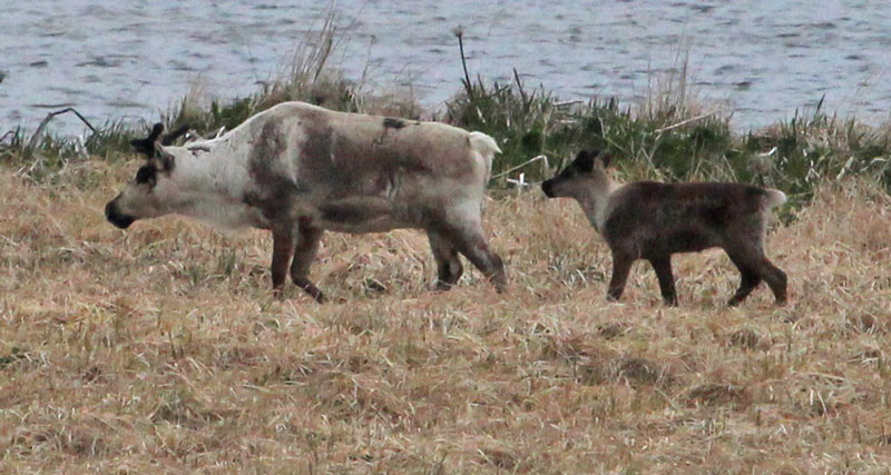 Caribou photo 3