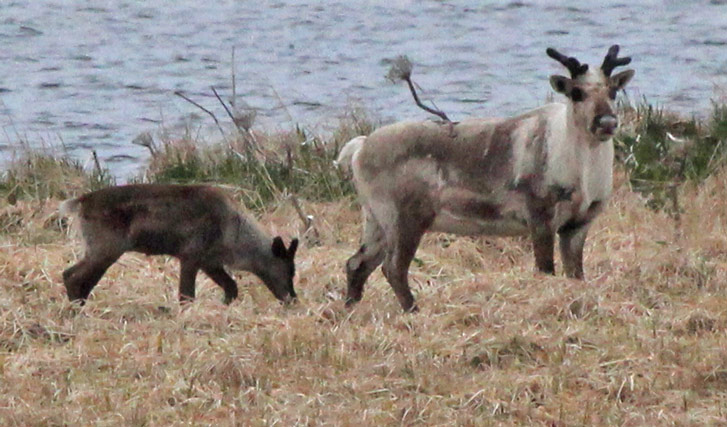 Caribou photo 2