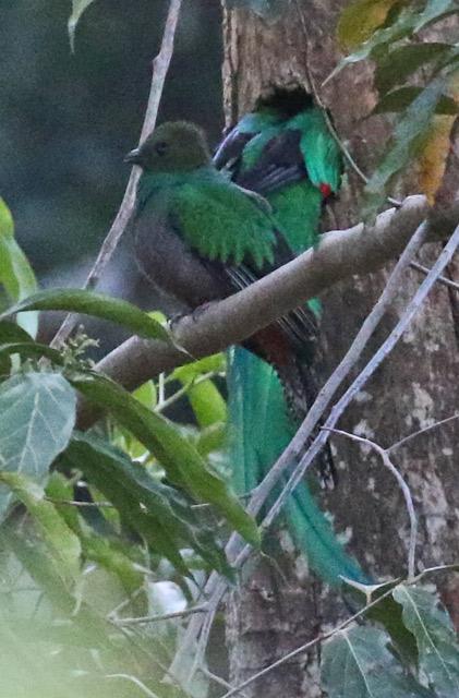 Resplendent Quetzal