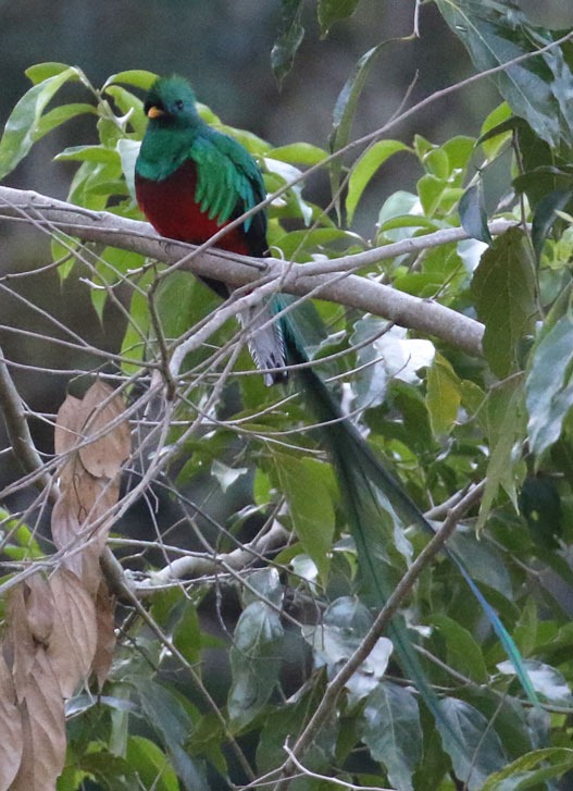 Resplendent Quetzal