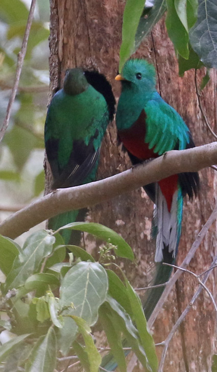 Resplendent Quetzal