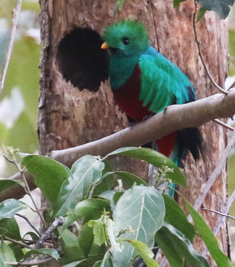 Resplendent Quetzal
