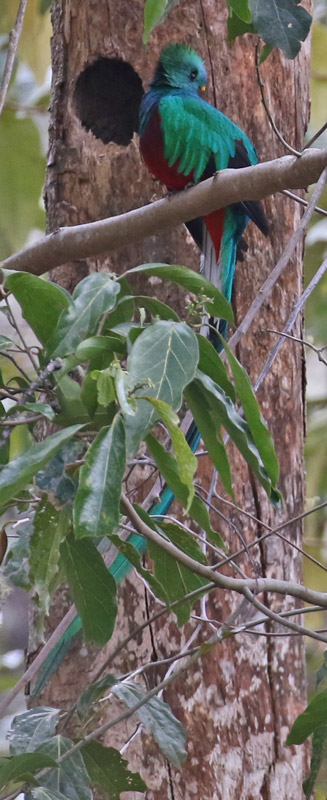 Resplendent Quetzal