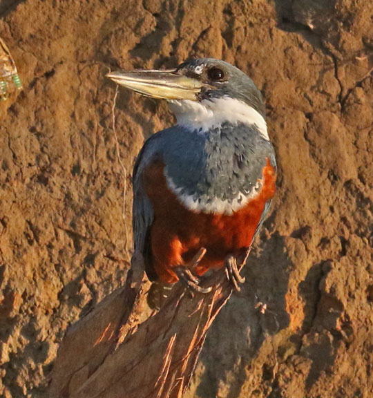 Ringed Kingfisher