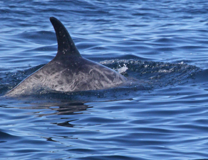 Risso's Dolphin