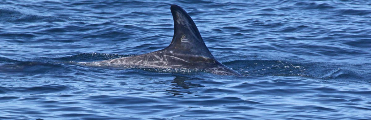 Risso's Dolphin