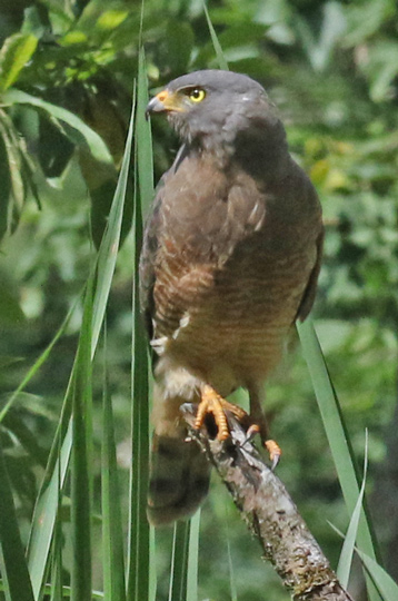 Roadside Hawk