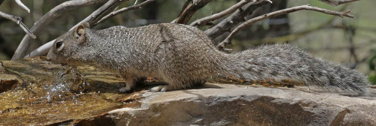 Rock Squirrel