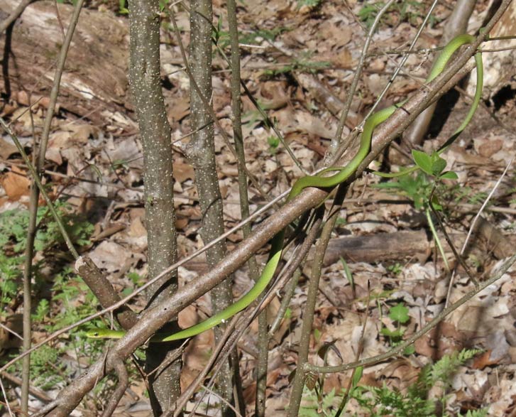 Rough Green Snake
