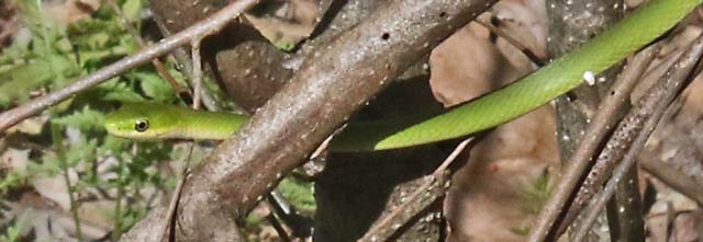 Rough Green Snake