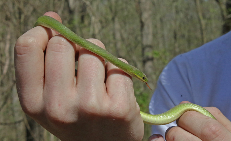 Rough Green Snake