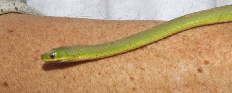 Rough Green Snake