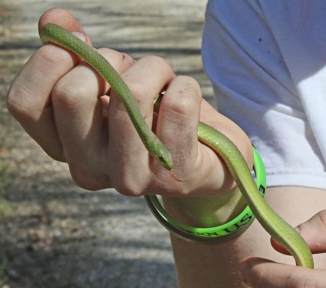 Rough Green Snake