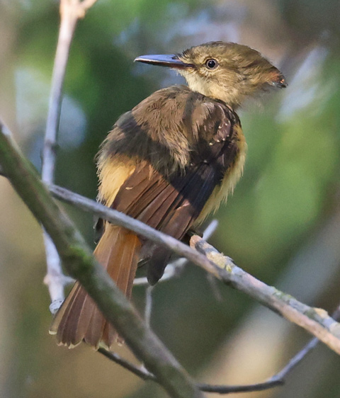 Royal Flycatcher