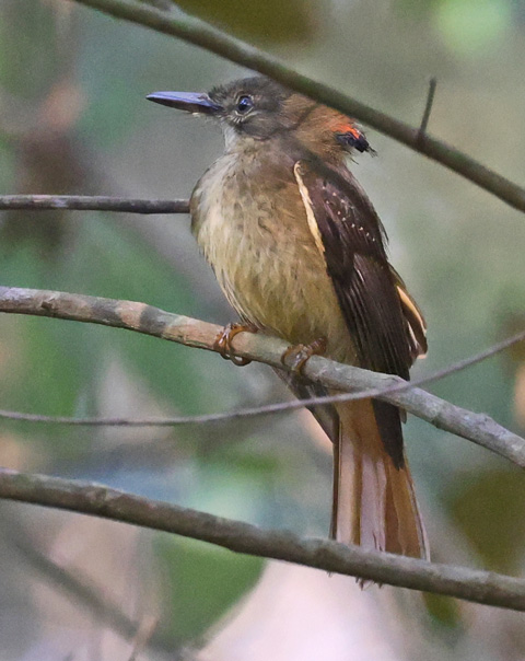 Royal Flycatcher