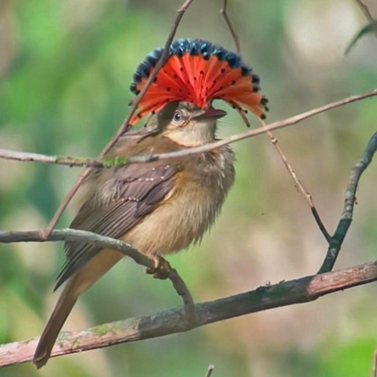 Royal Flycatcher