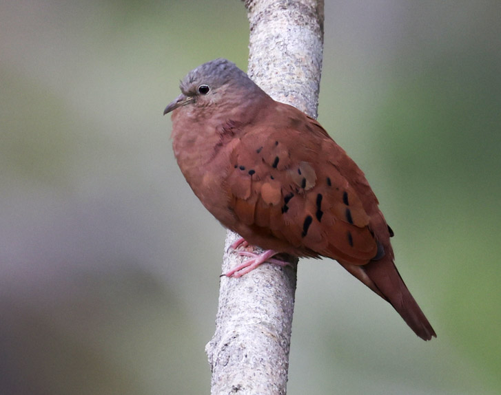 Ruddy Ground-dove