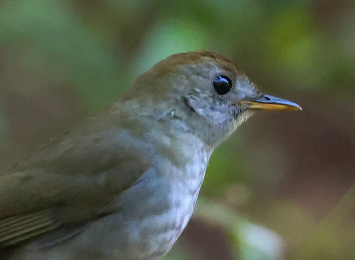Ruddy-capped Nightingale-thrush