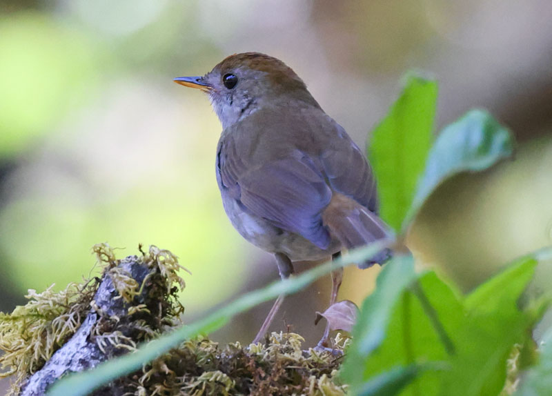 Ruddy-capped Nightingale-thrush