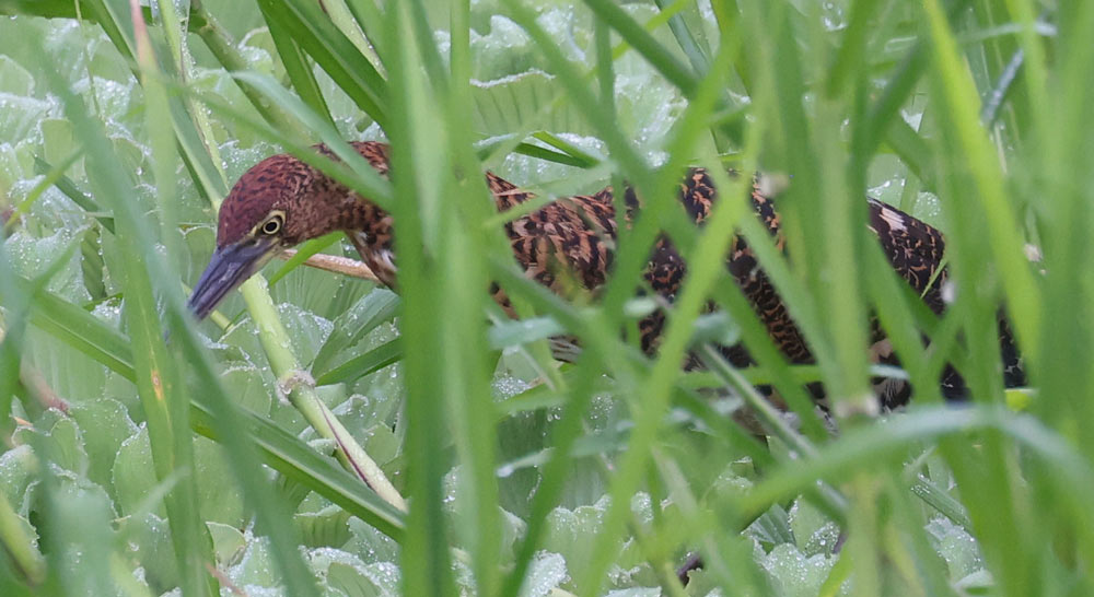 Rufescent Tiger-heron