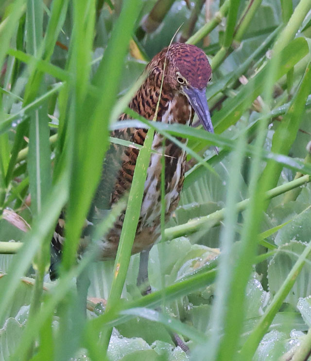 Rufescent Tiger-heron