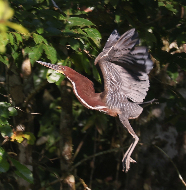 Rufescent Tiger-heron