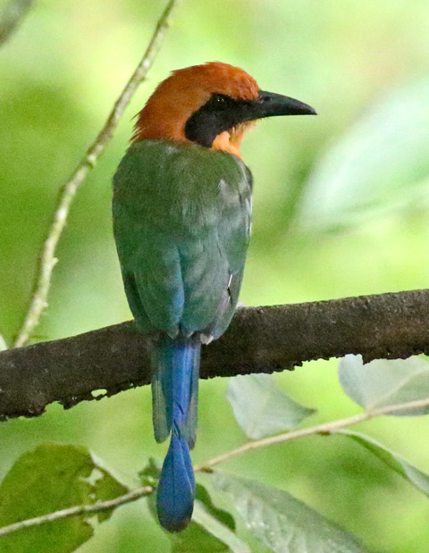 Rufous Motmot