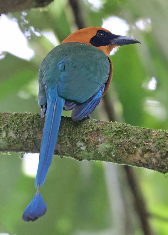 Rufous Motmot