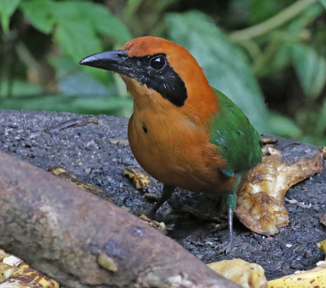 Rufous Motmot