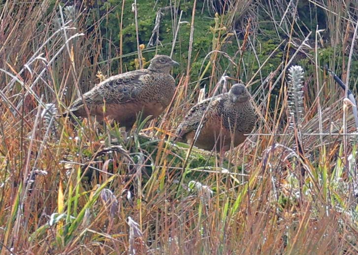 Rufous-bellied Seedsnipe