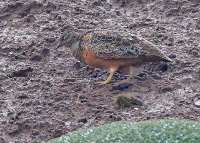 Rufous-bellied Seedsnipe