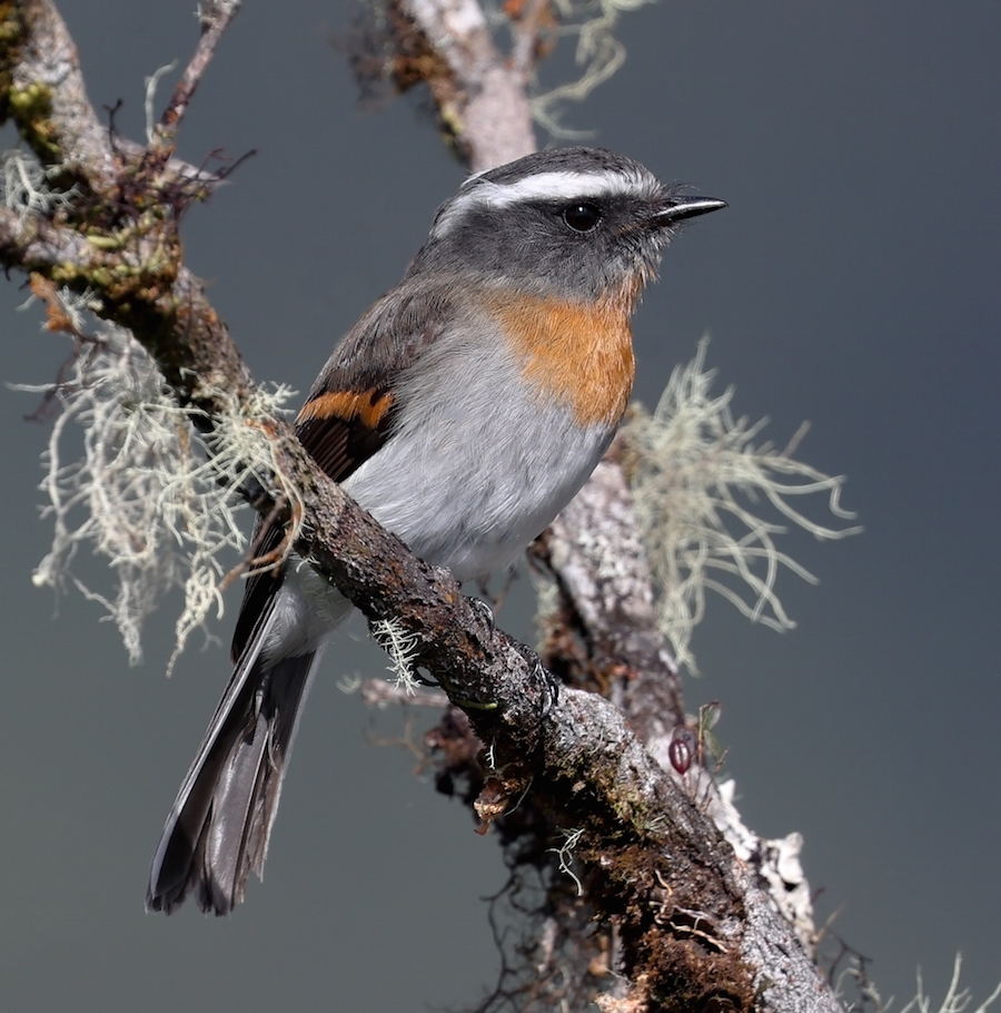 Rufous-breasted Chat-tyrant