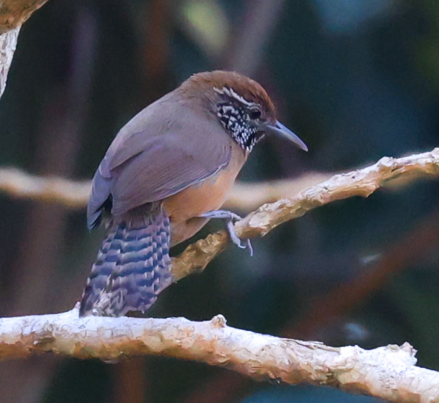 Rufous-breasted Wren