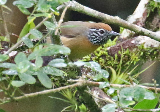 Rufous-breasted Wren